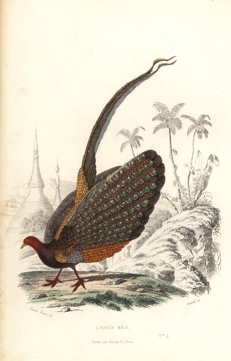 Grote argus, Argusianus argus, kwetsbaar door Edouard (after) Travies