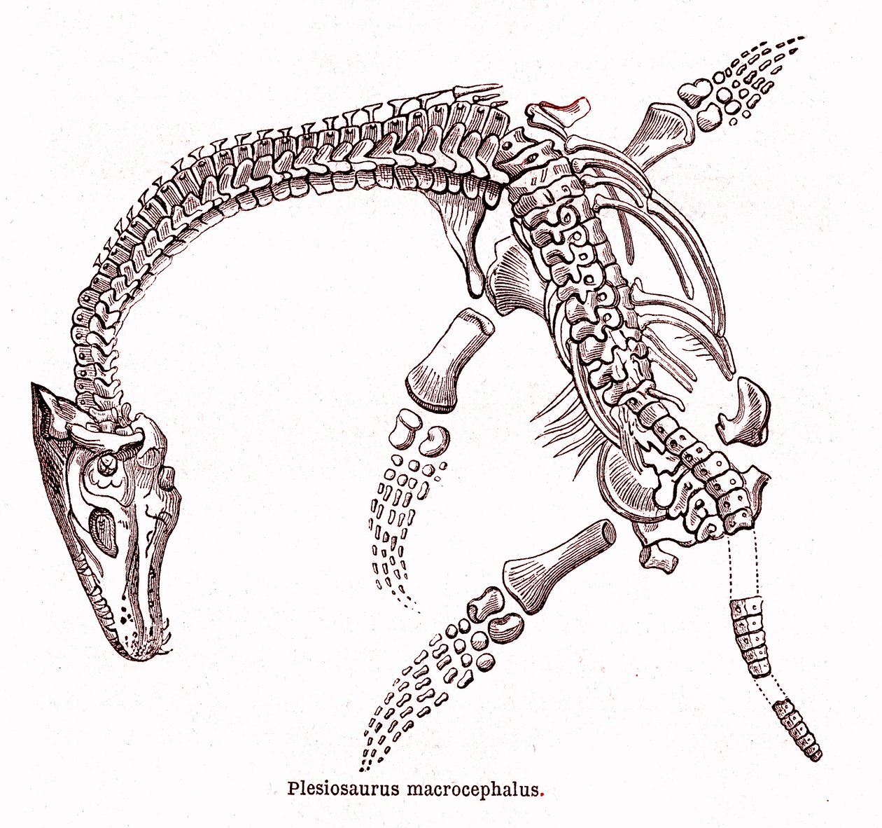 Plesiosaurus macrocephalus door Edouard Riou