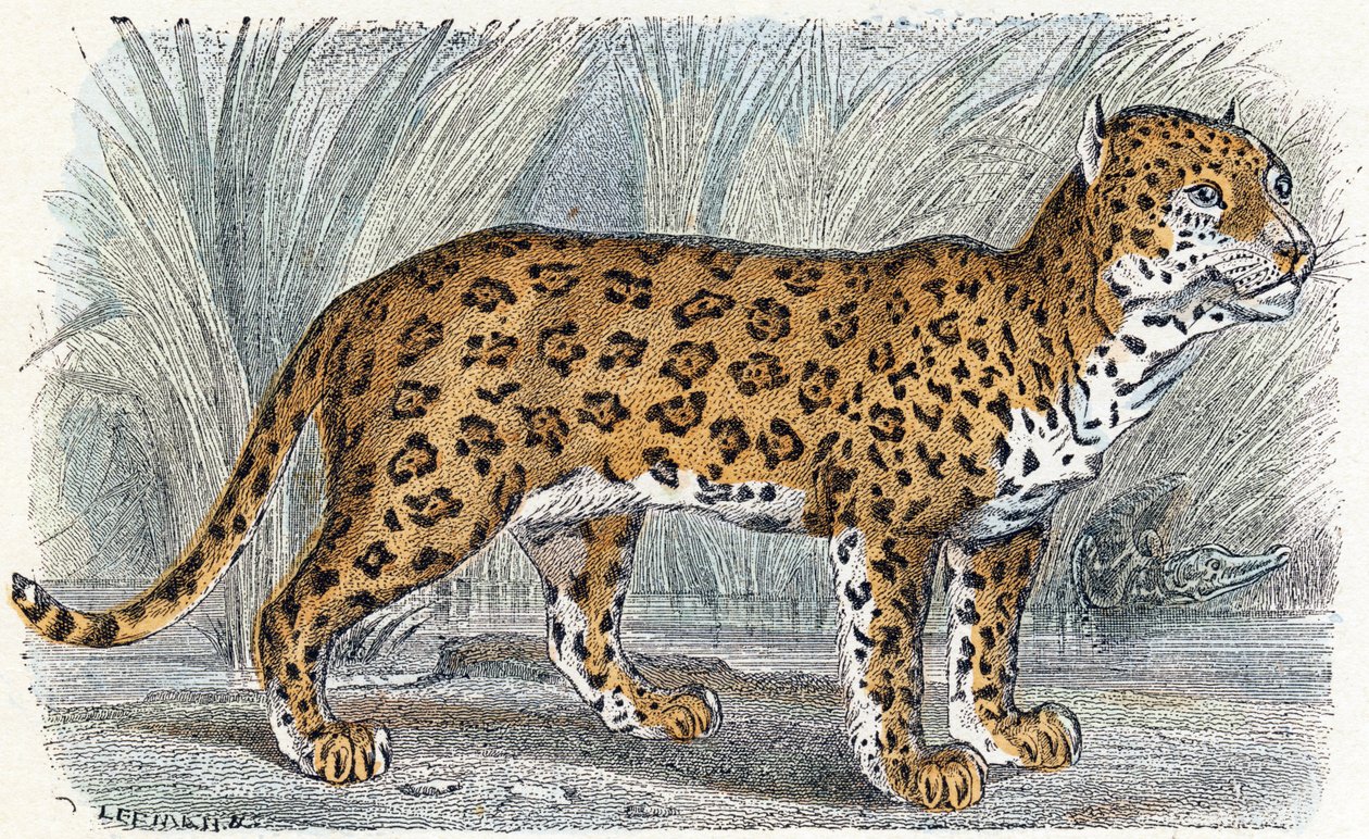 Jaguar - 