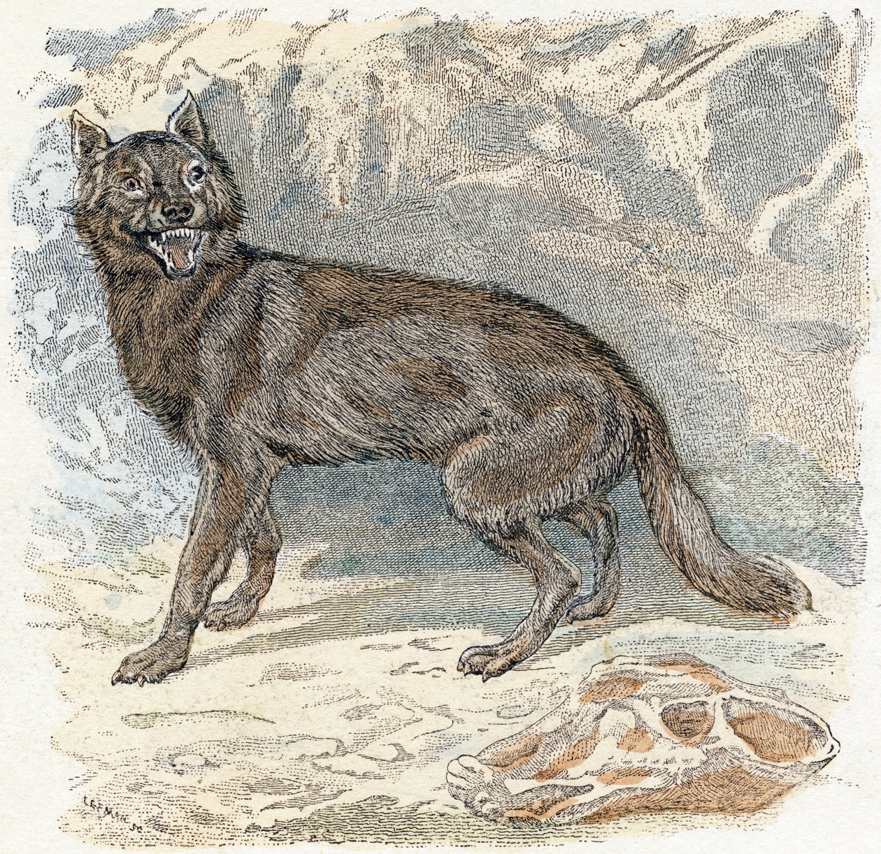 Wolf - 
