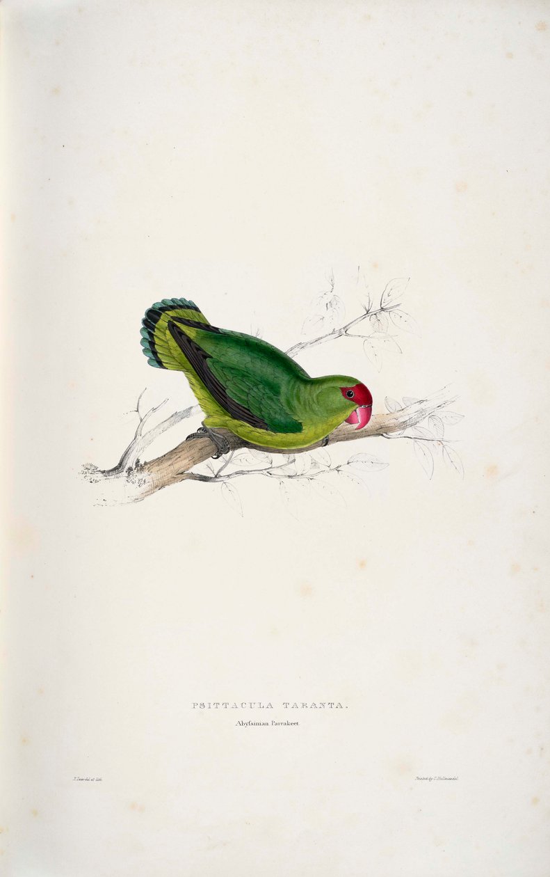 Agapornis taranta door Edward Lear