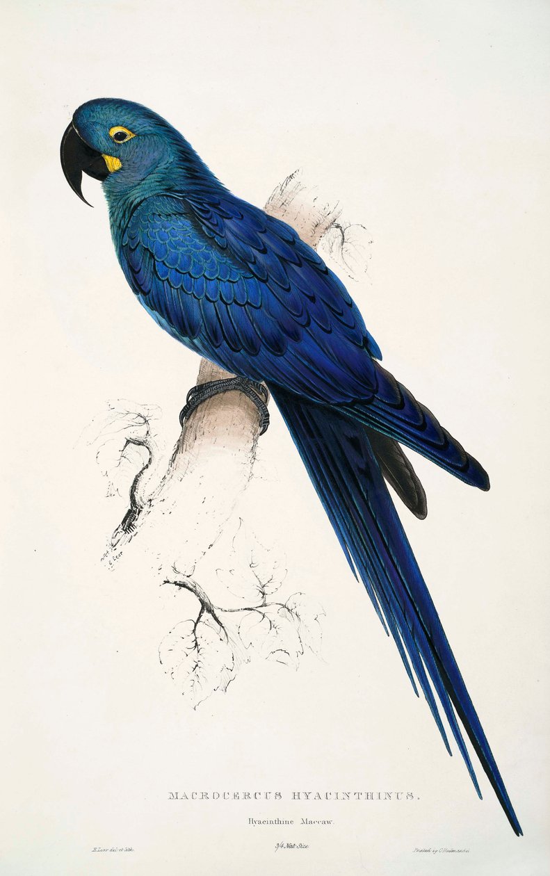 Anodorhynchus leari door Edward Lear