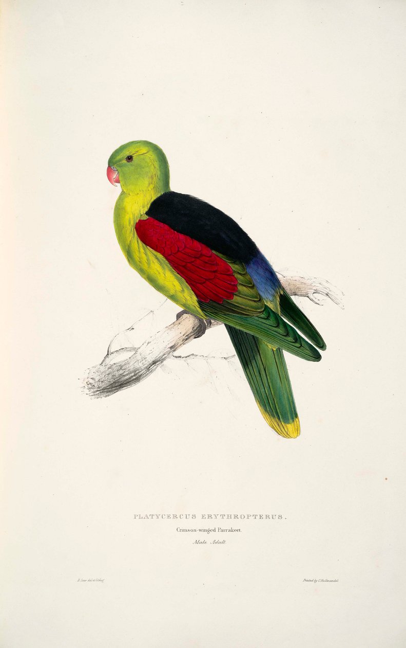 Aprosmictus erythropterus door Edward Lear