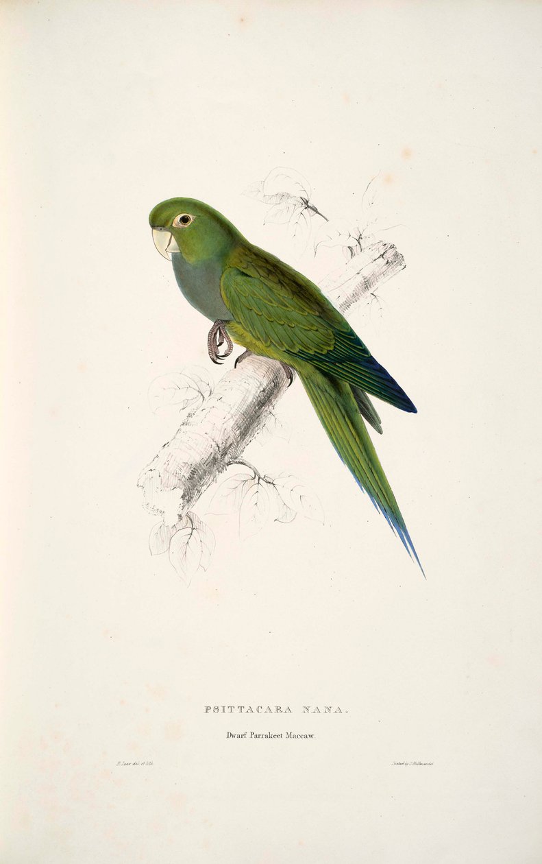 Aratinga nana door Edward Lear
