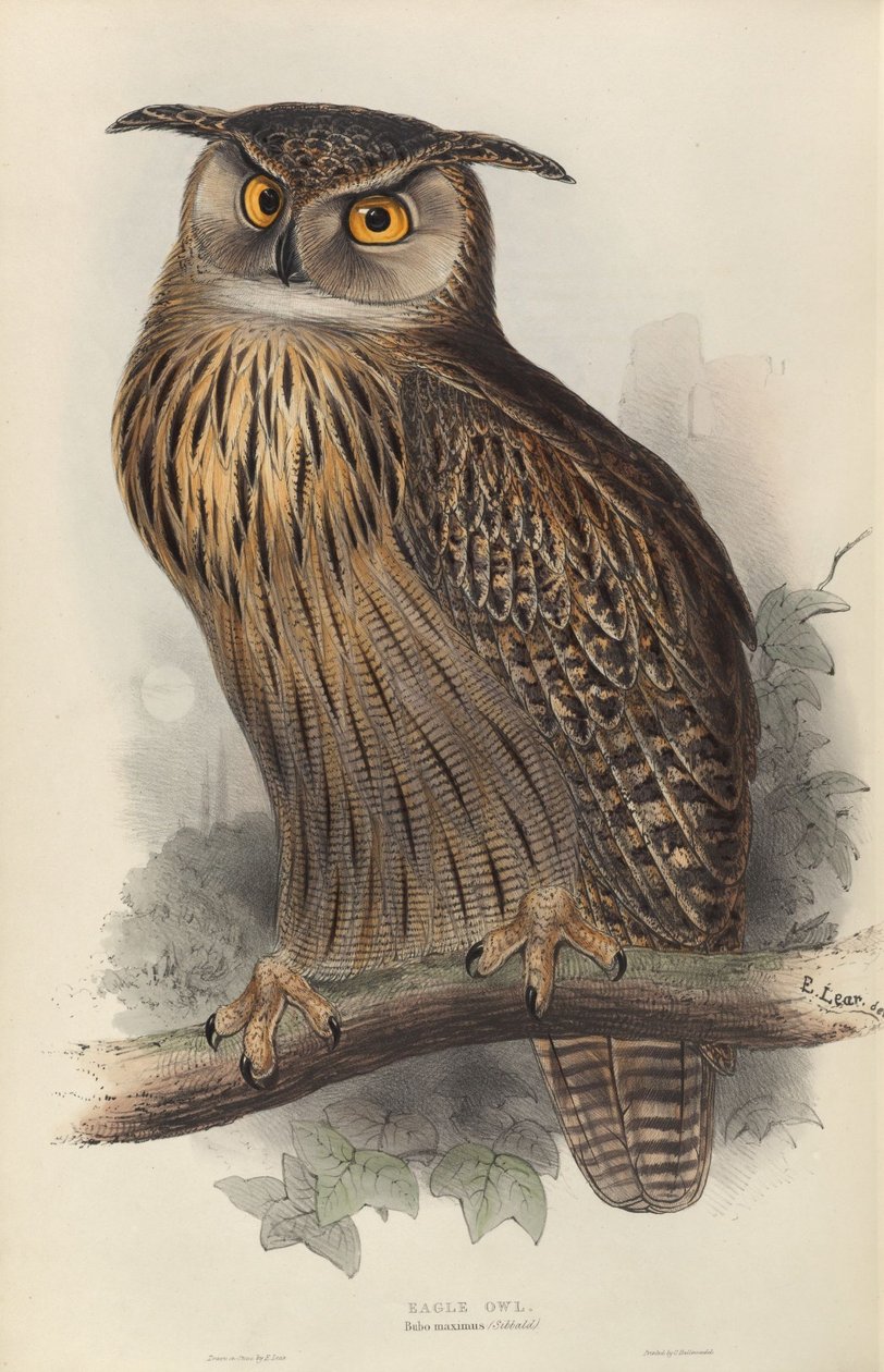 Bubo maximus door Edward Lear