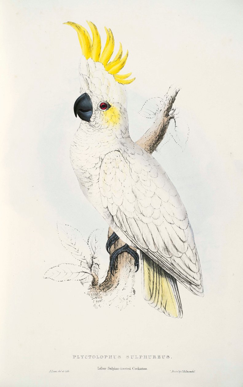 Cacatua sulphurea door Edward Lear