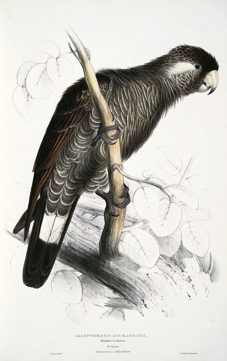 Calyptorhynchus door Edward Lear