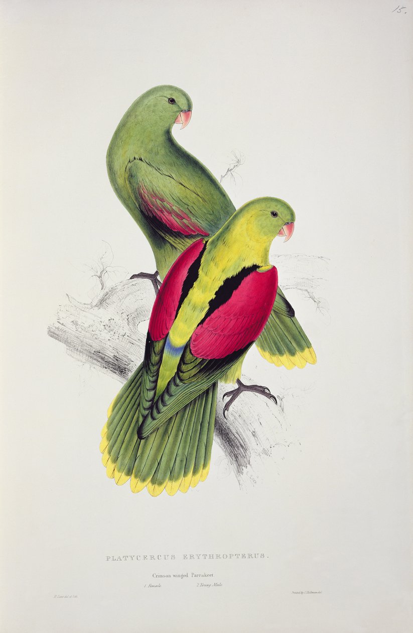 Roodvleugelparkiet door Edward Lear