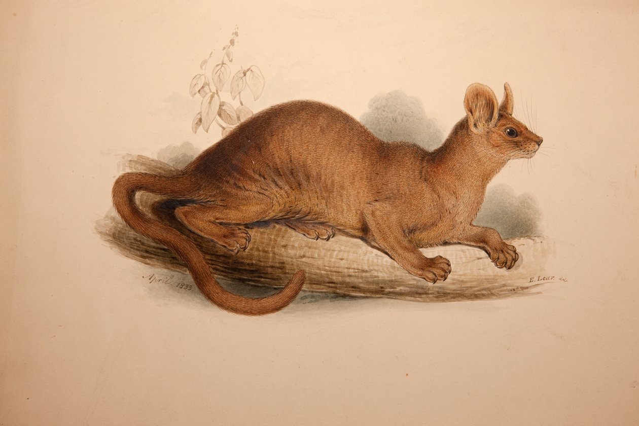 Cryptoprocta ferox, 1833 door Edward Lear