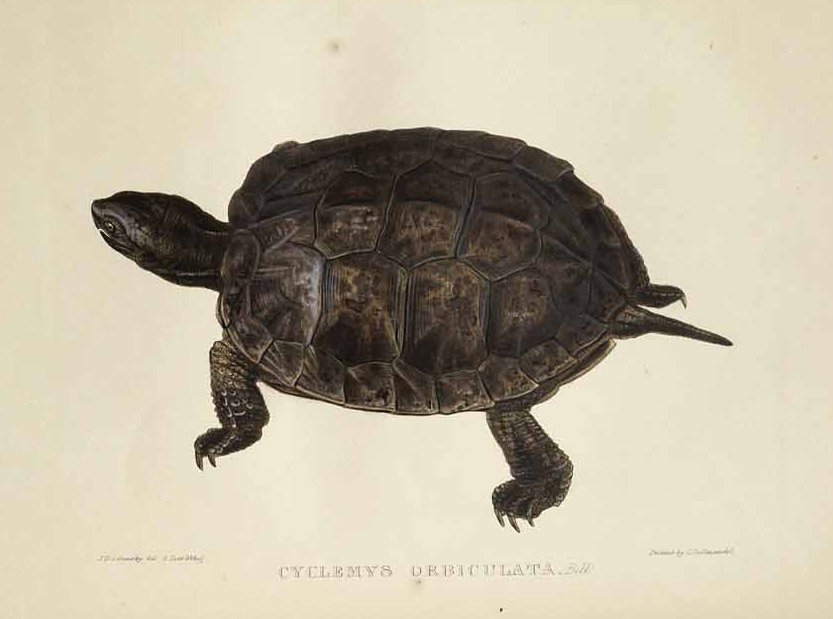 Cyclemys orbiculata door Edward Lear