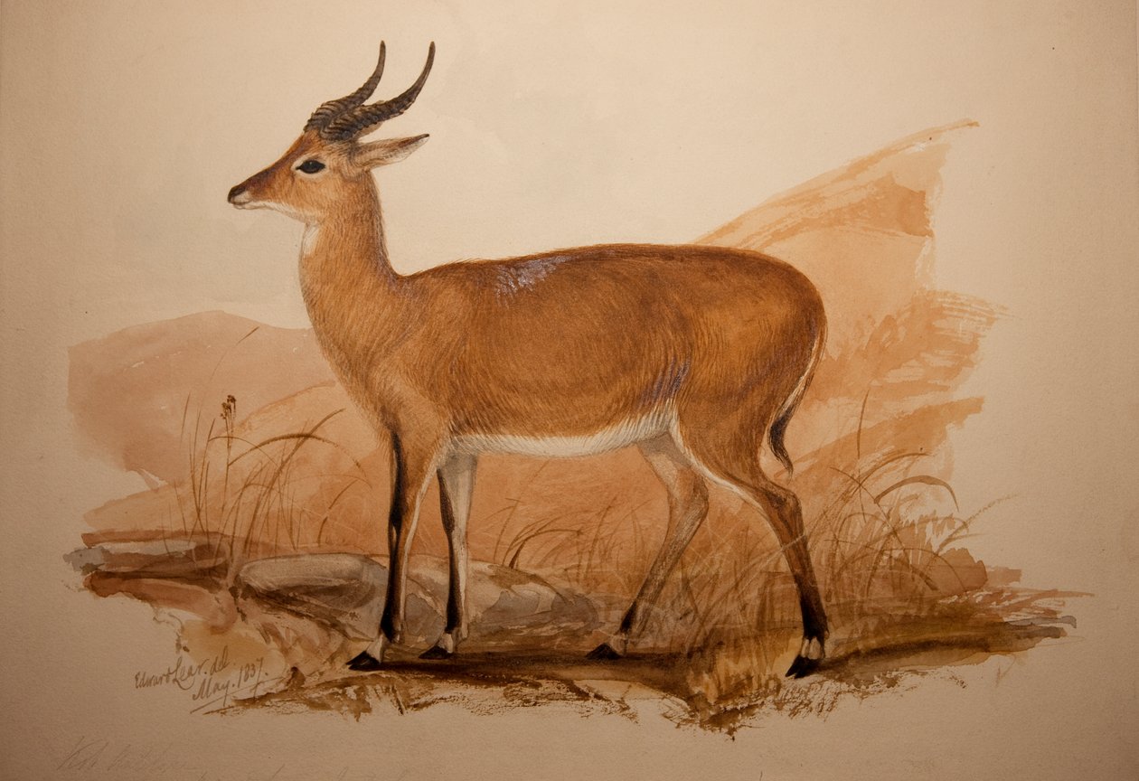 Kob Antilope, 1837 door Edward Lear