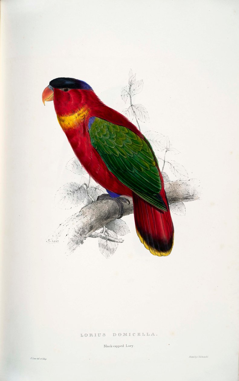 Lorius domicella door Edward Lear