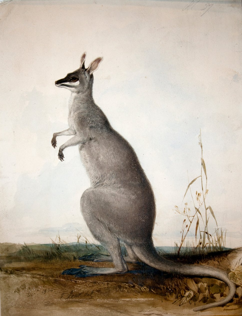 Macropus parryi, 1834 door Edward Lear