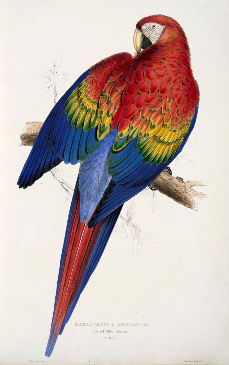 Papegaai door Edward Lear