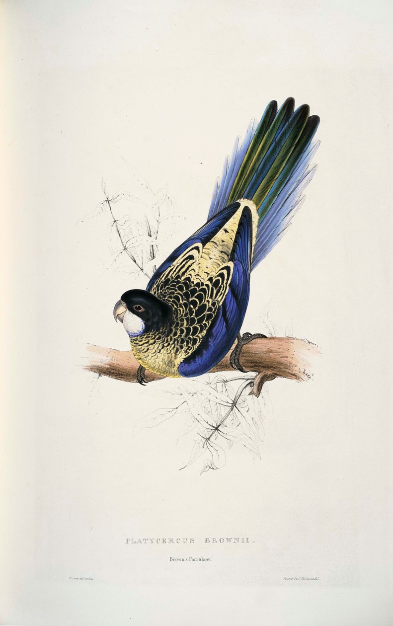 Platycercus venustus door Edward Lear