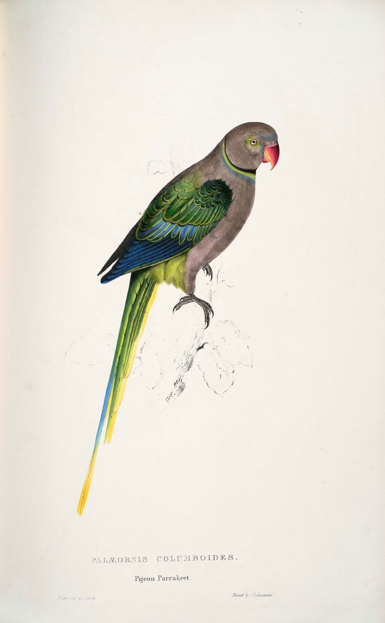 Psittacula columboides door Edward Lear