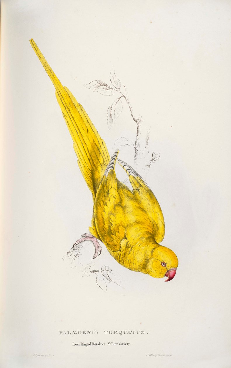 Psittacula krameri door Edward Lear