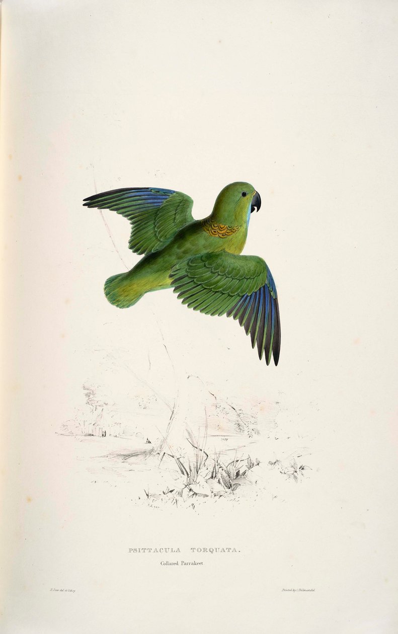 Psittacula torquata door Edward Lear