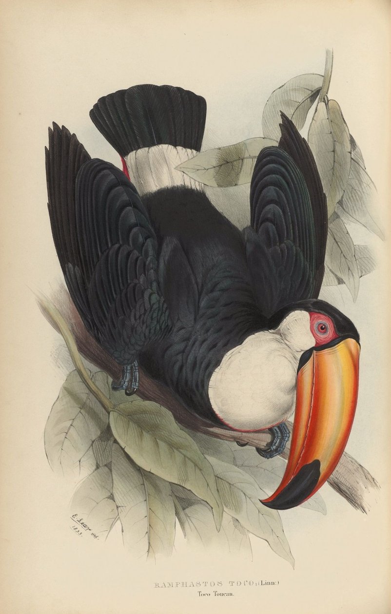 Ramphastos toco door Edward Lear