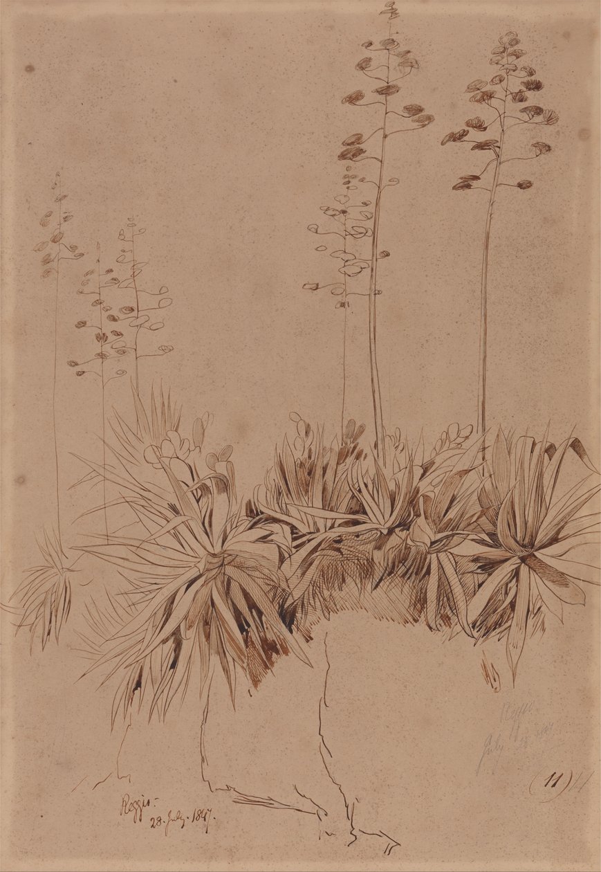 Reggio door Edward Lear