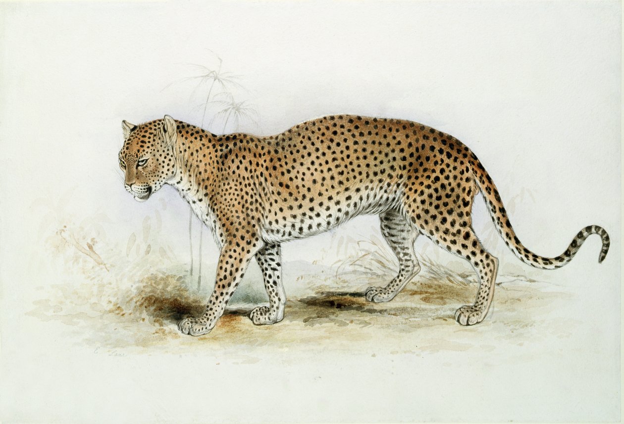 De luipaard door Edward Lear