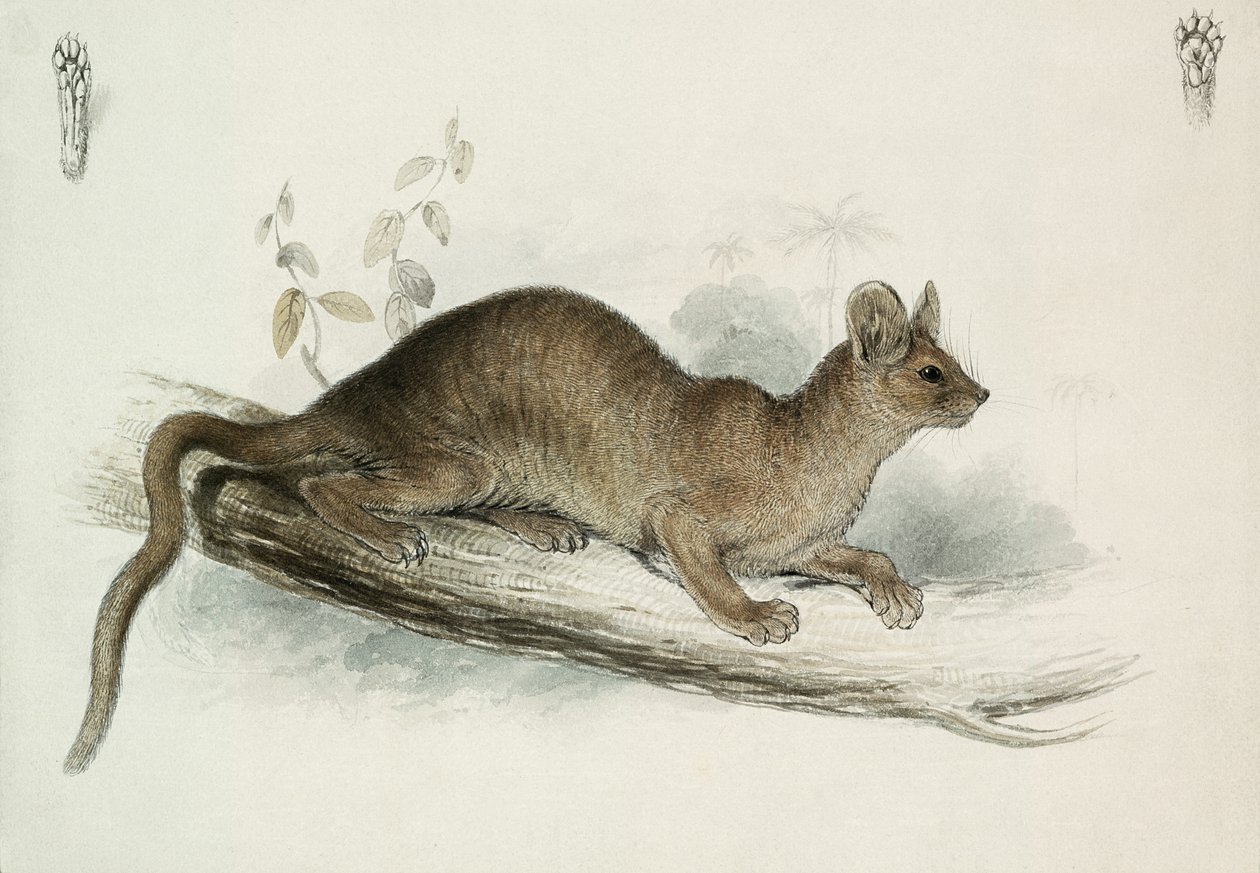 De bunzing, 19e eeuw door Edward Lear