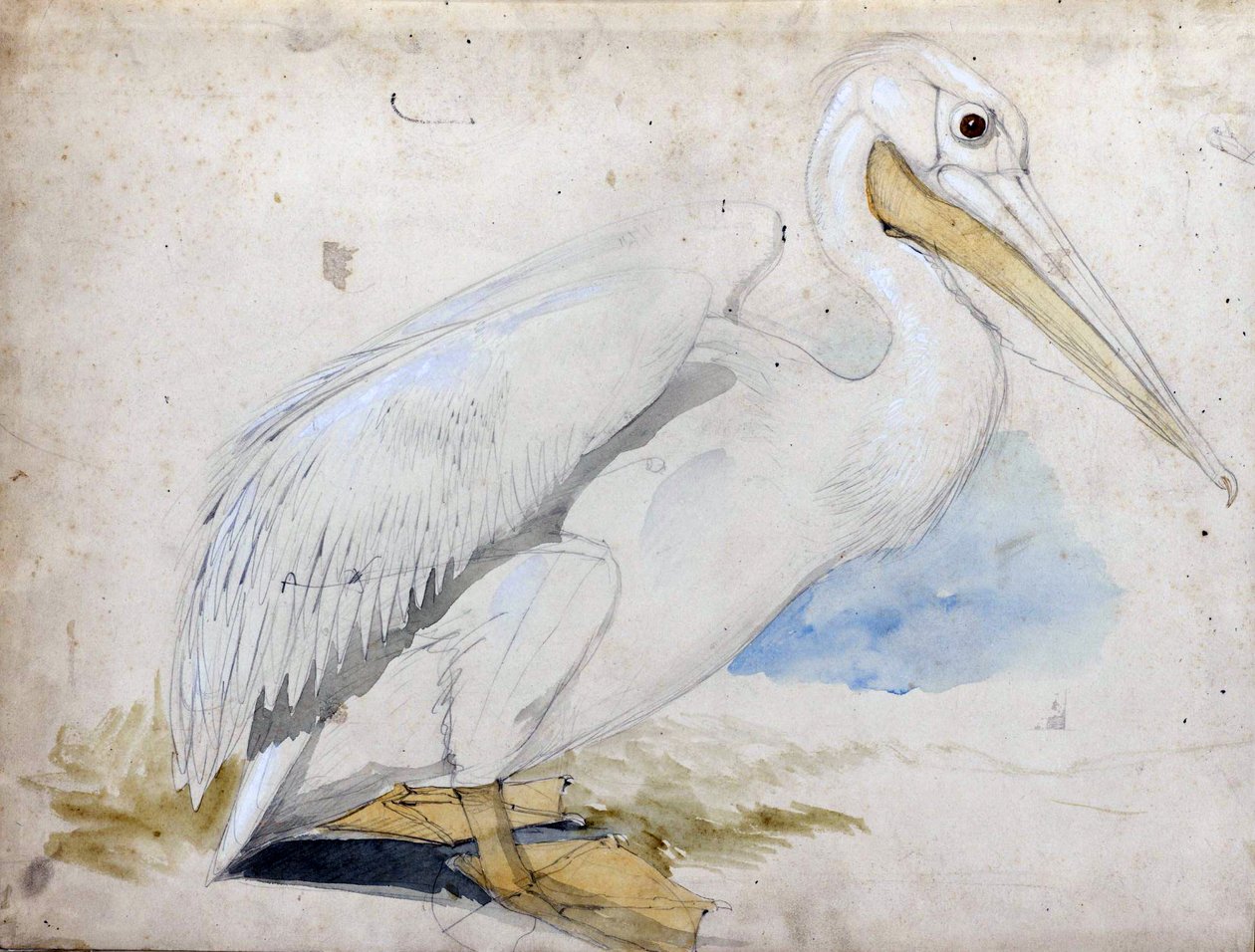 Pelicaan door Edward Lear