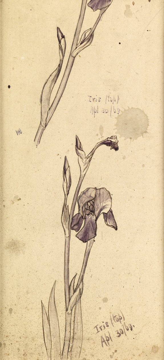 Iris, 1869 door Edward Burne Jones