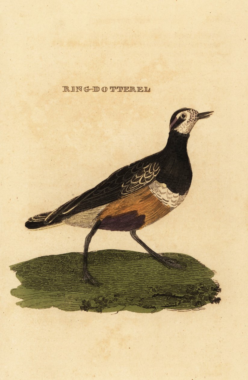 Morinelplevier, Charadrius morinellus door Edward Donovan