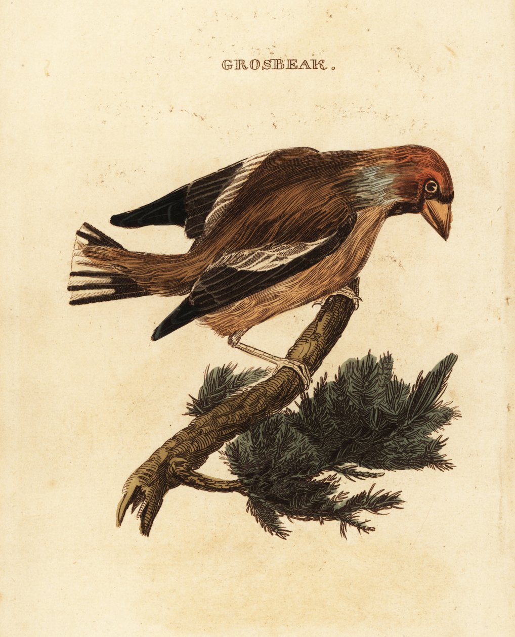 Appelvink, Coccothraustes coccothraustes door Edward Donovan