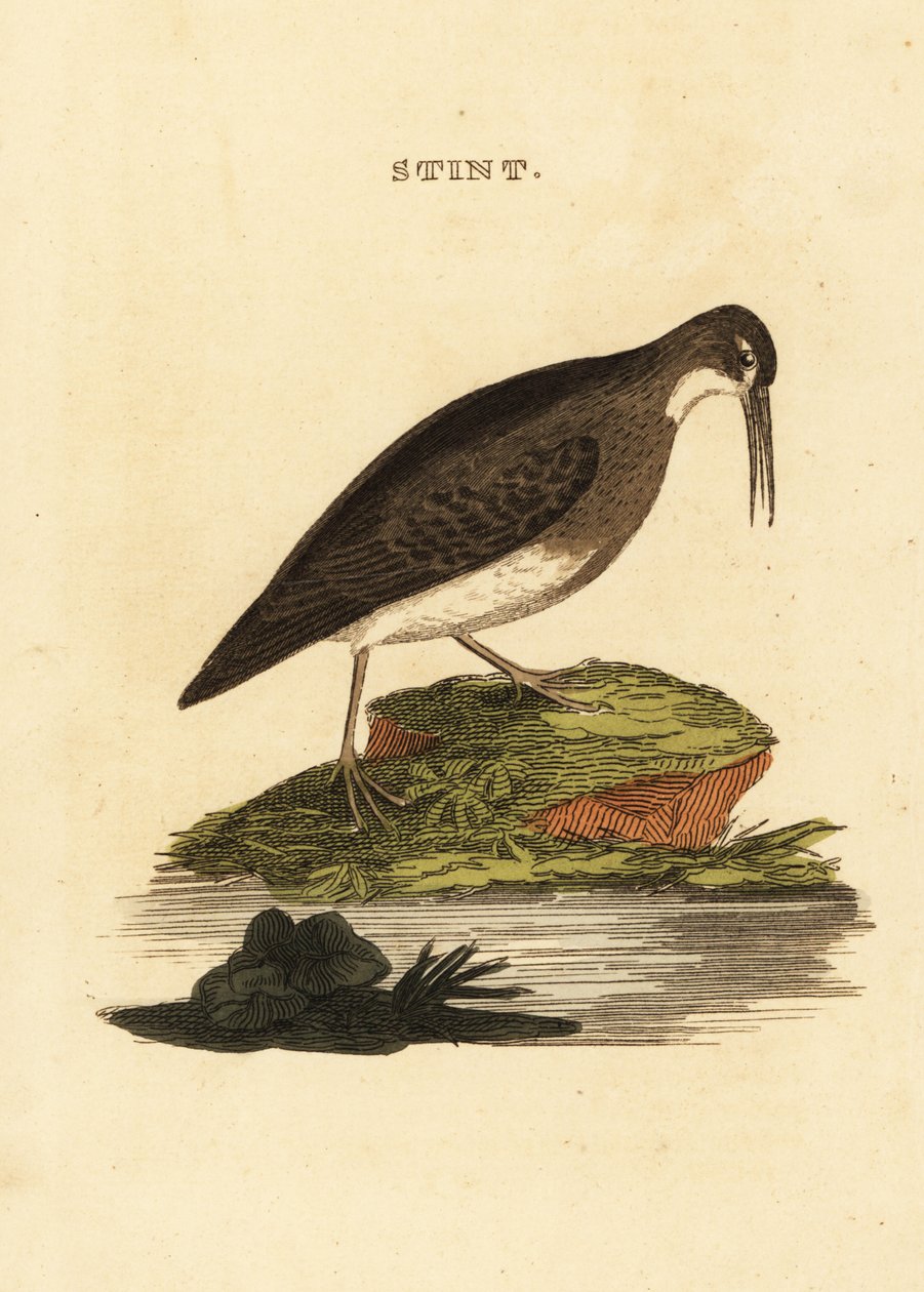 Kleine strandloper, Calidris minutilla door Edward Donovan