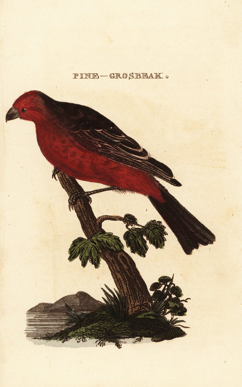 Haakbek, Pinicola enucleator door Edward Donovan
