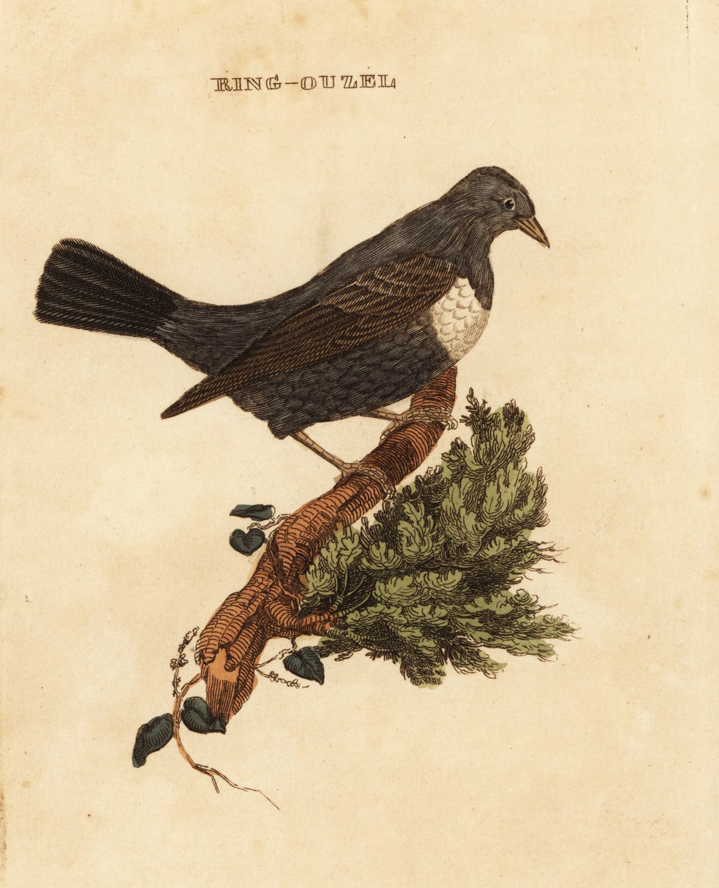 Beflijster, Turdus torquatus door Edward Donovan