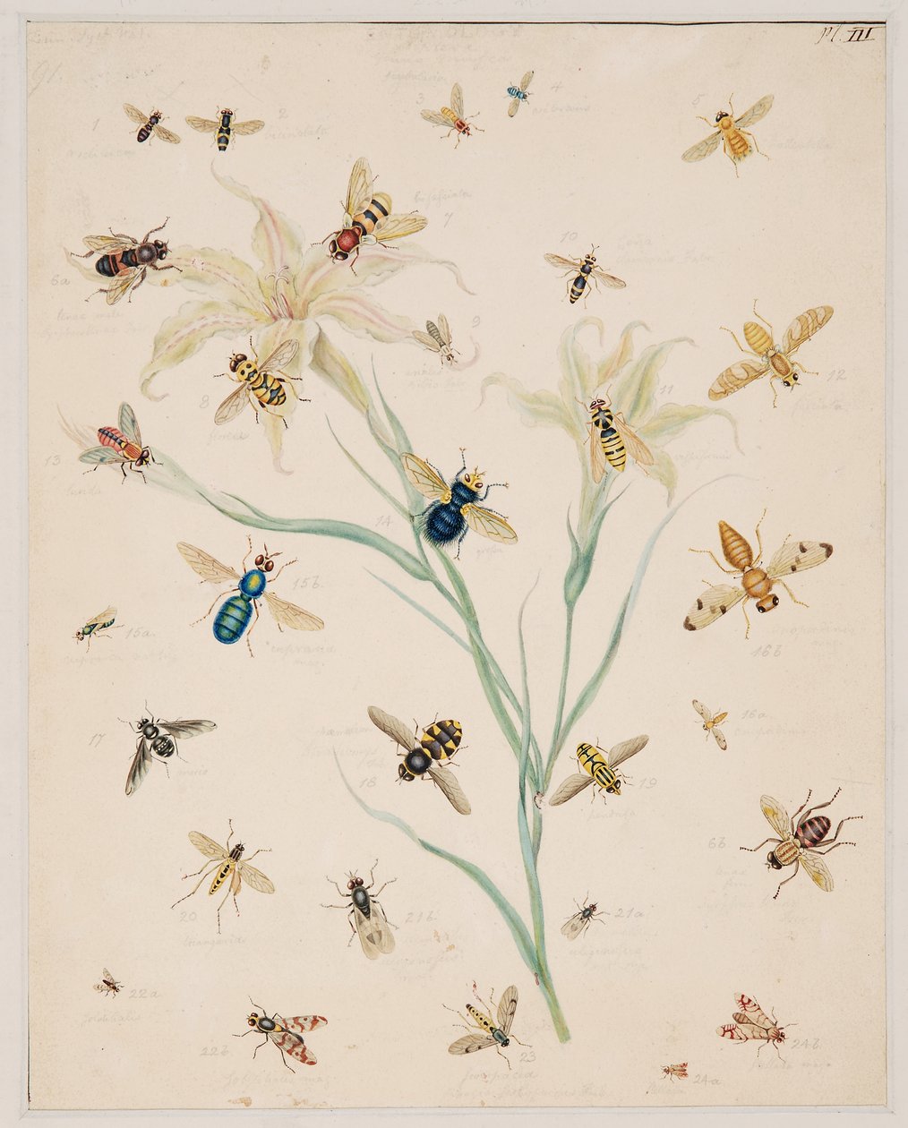 Studies van ongewervelde dieren, Deel II door Edward Donovan