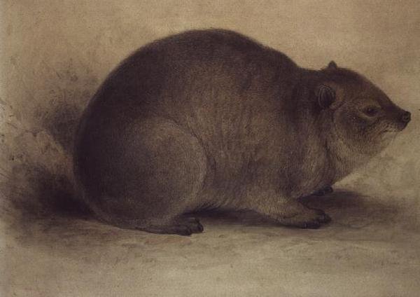 Een rotsklipdas door Edward Lear
