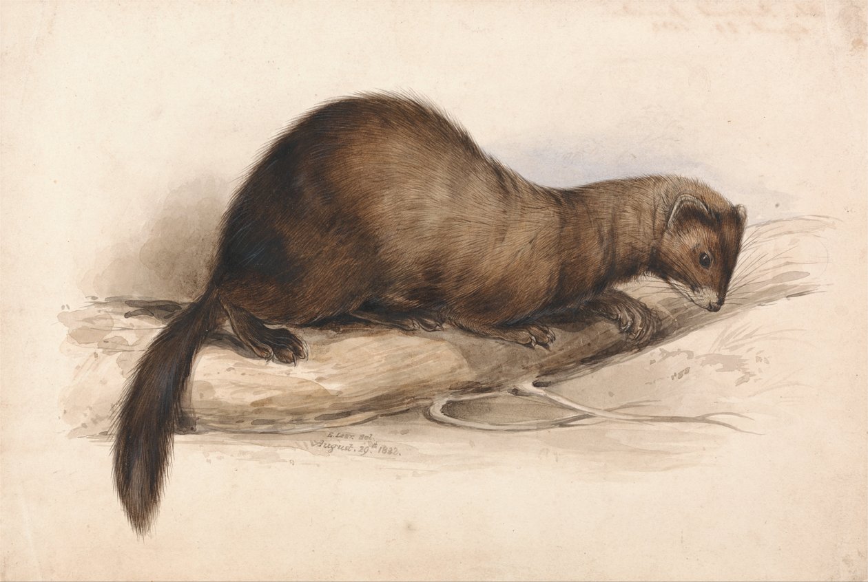 Een wezel door Edward Lear