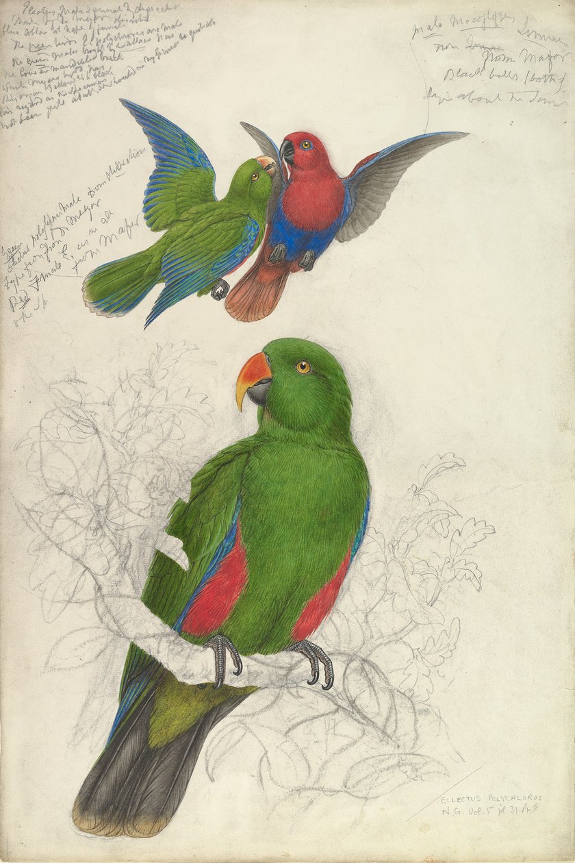 Eclectus Roratus Polychloros door Edward Lear