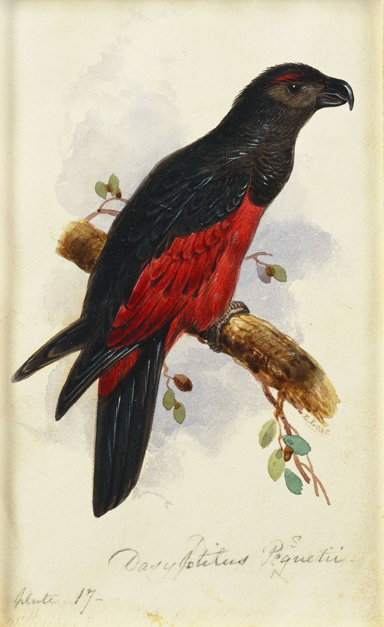 Pesquet