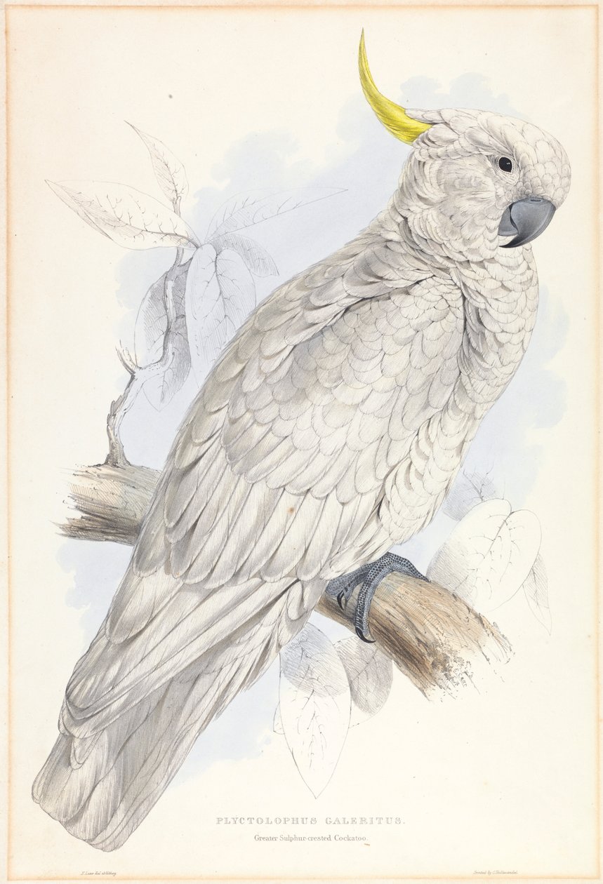 Plyctolophus Galeritus. Grote Geelkuifkaketoe. door Edward Lear