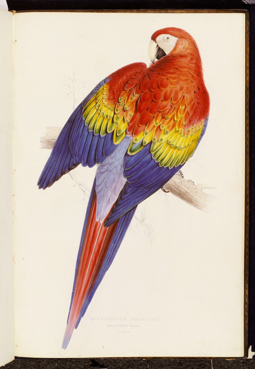 Rode en gele ara door Edward Lear