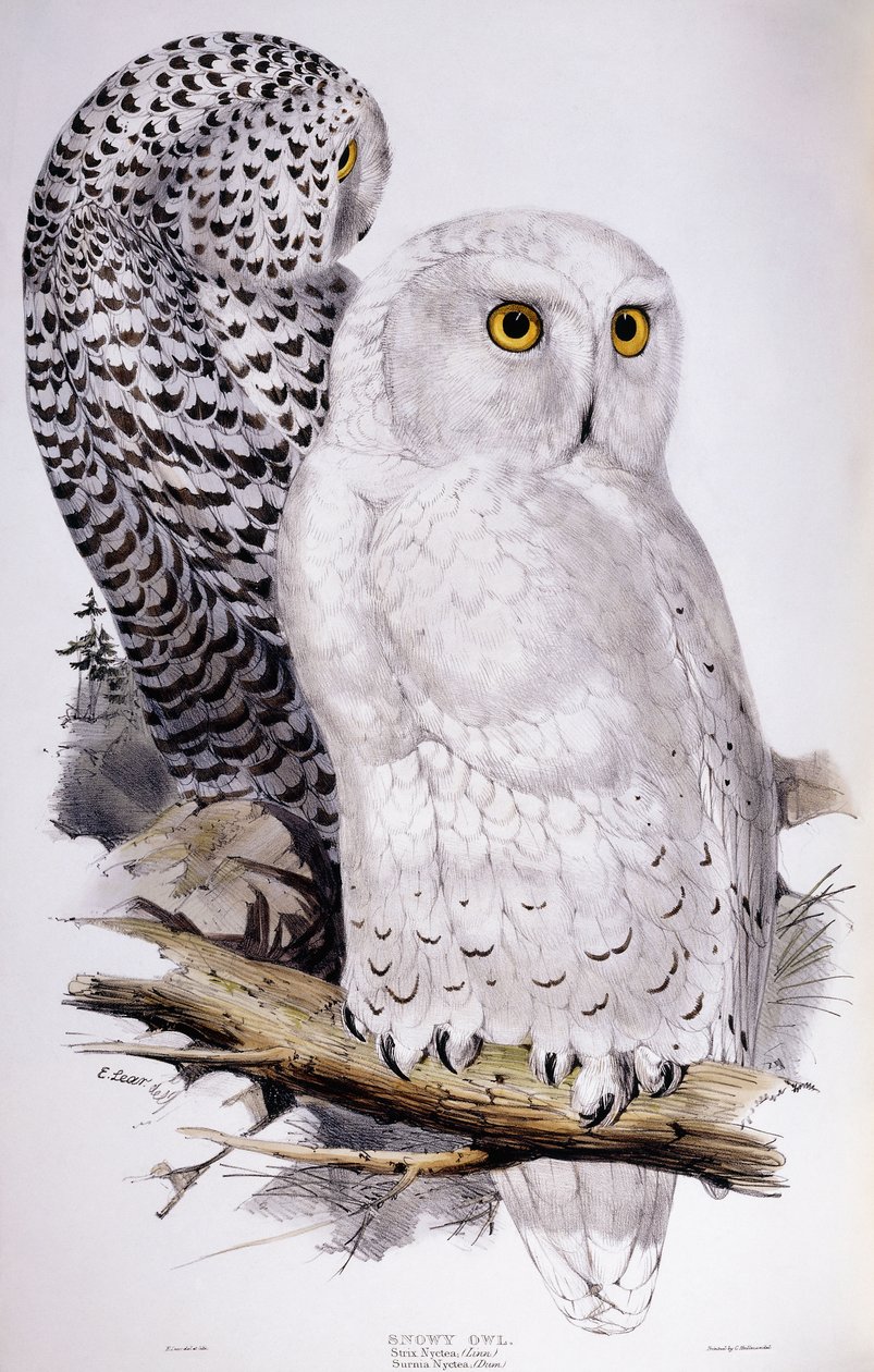 Sneeuwuil door Edward Lear
