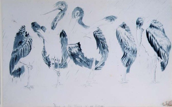 Studies van Ooievaars door Edward Lear