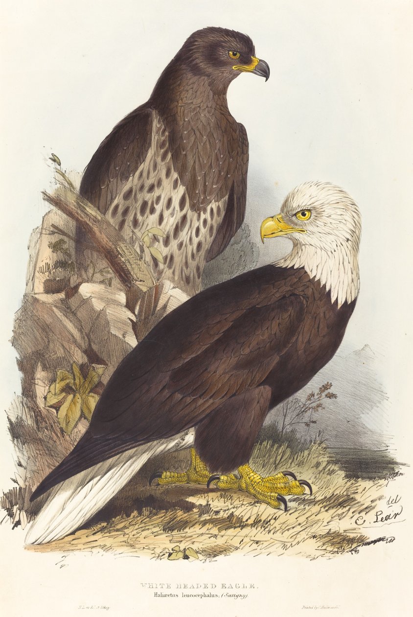 Witkoparend (Haliaetus leucocephalus) door Edward Lear