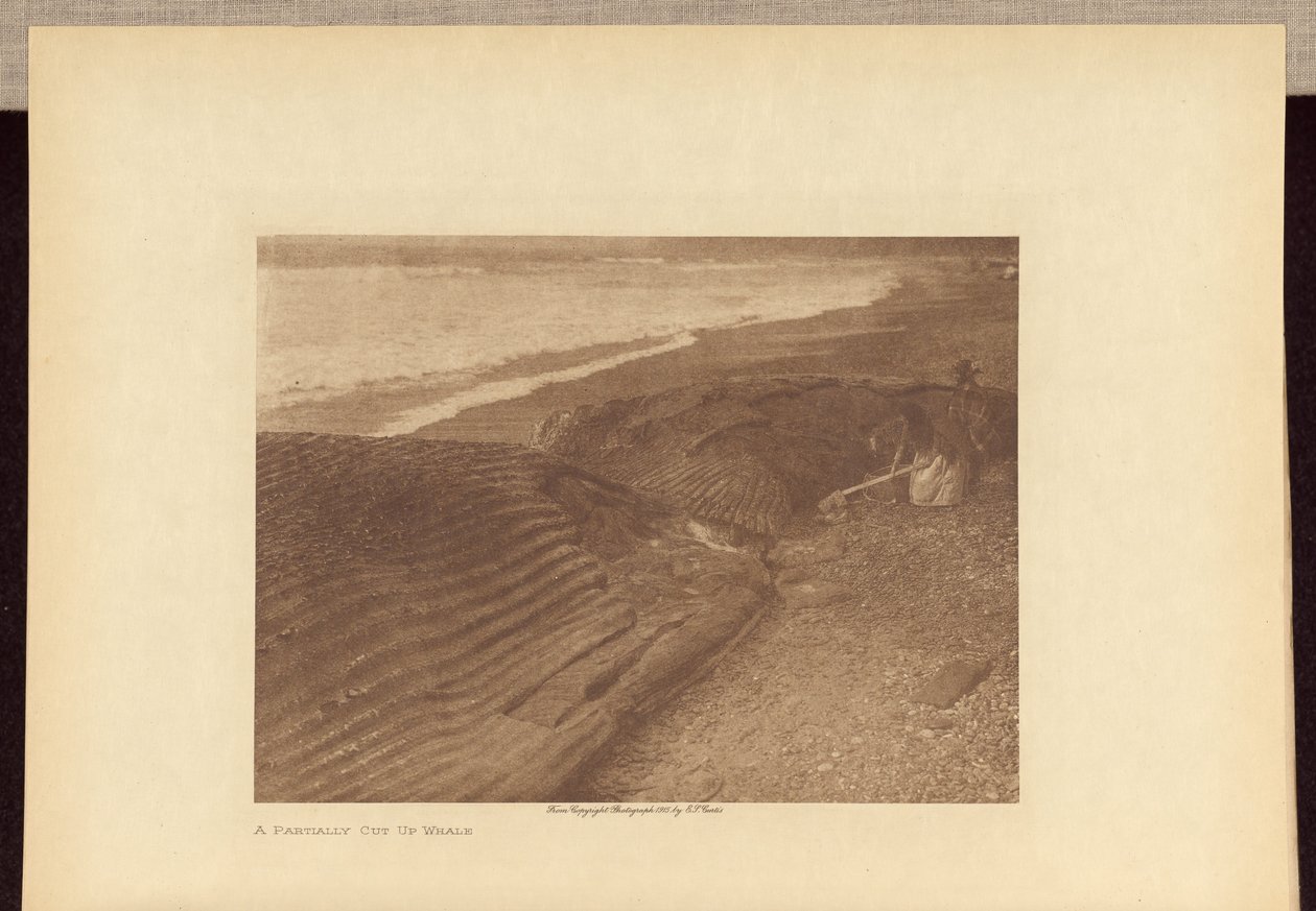 Een gedeeltelijk opengesneden walvis door Edward S. Curtis