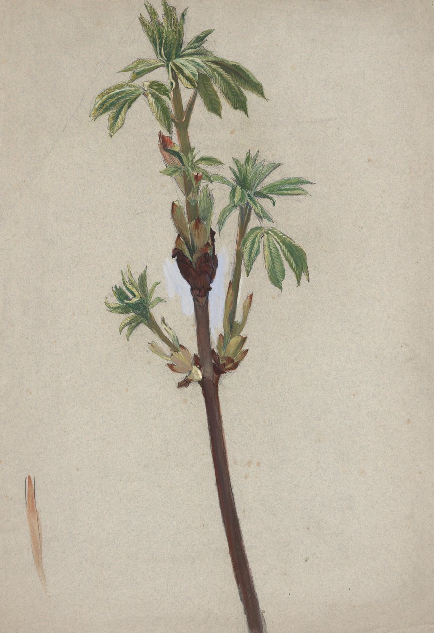 Plantenstudie door Edwin Austin Abbey