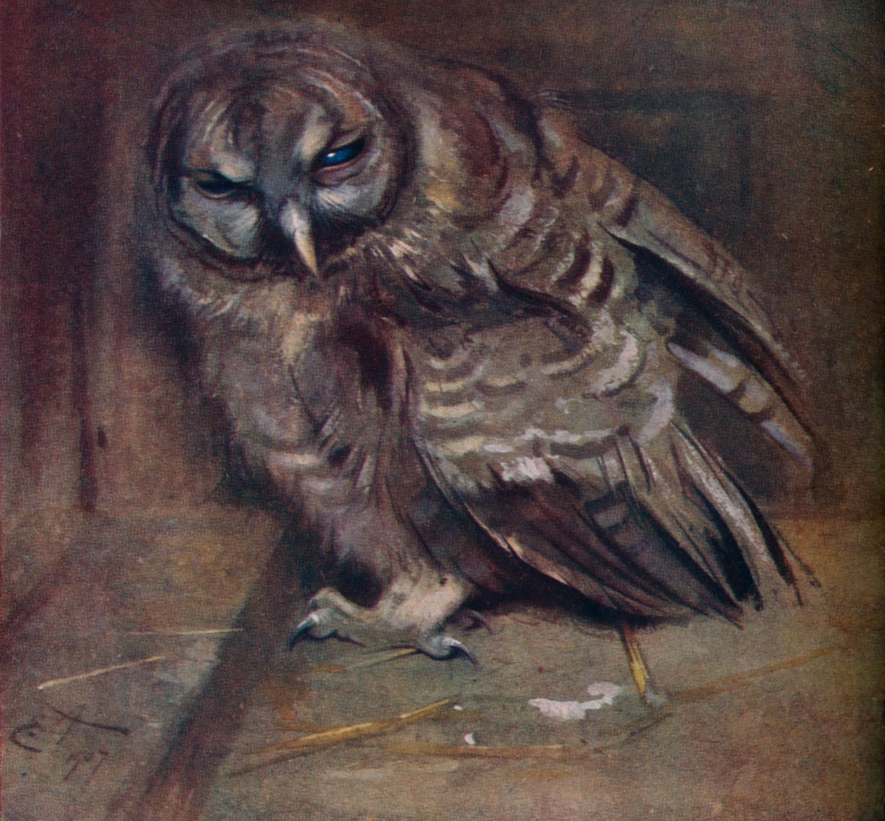 Een jonge bruine uil, 1907 door Edwin John Alexander
