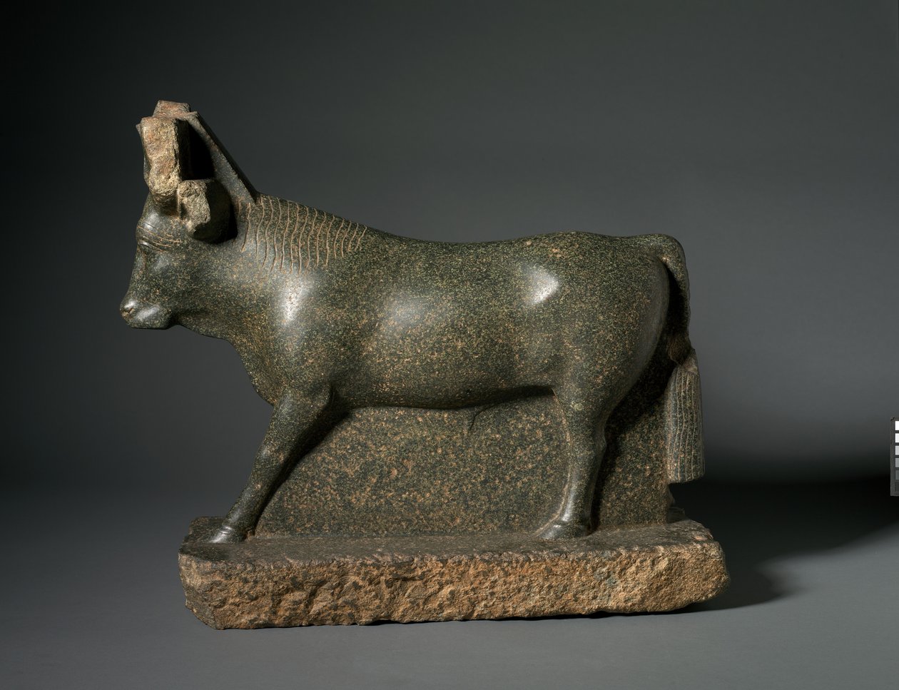 Apis stier door Egyptian Ptolemaic Period