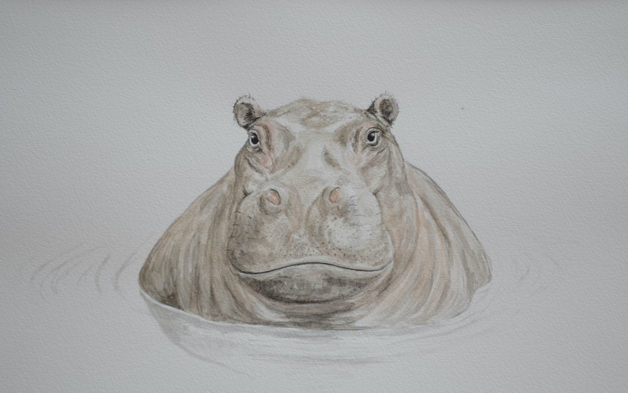 Nijlpaard, 2021 (aquarel) door Eleanor Grafton