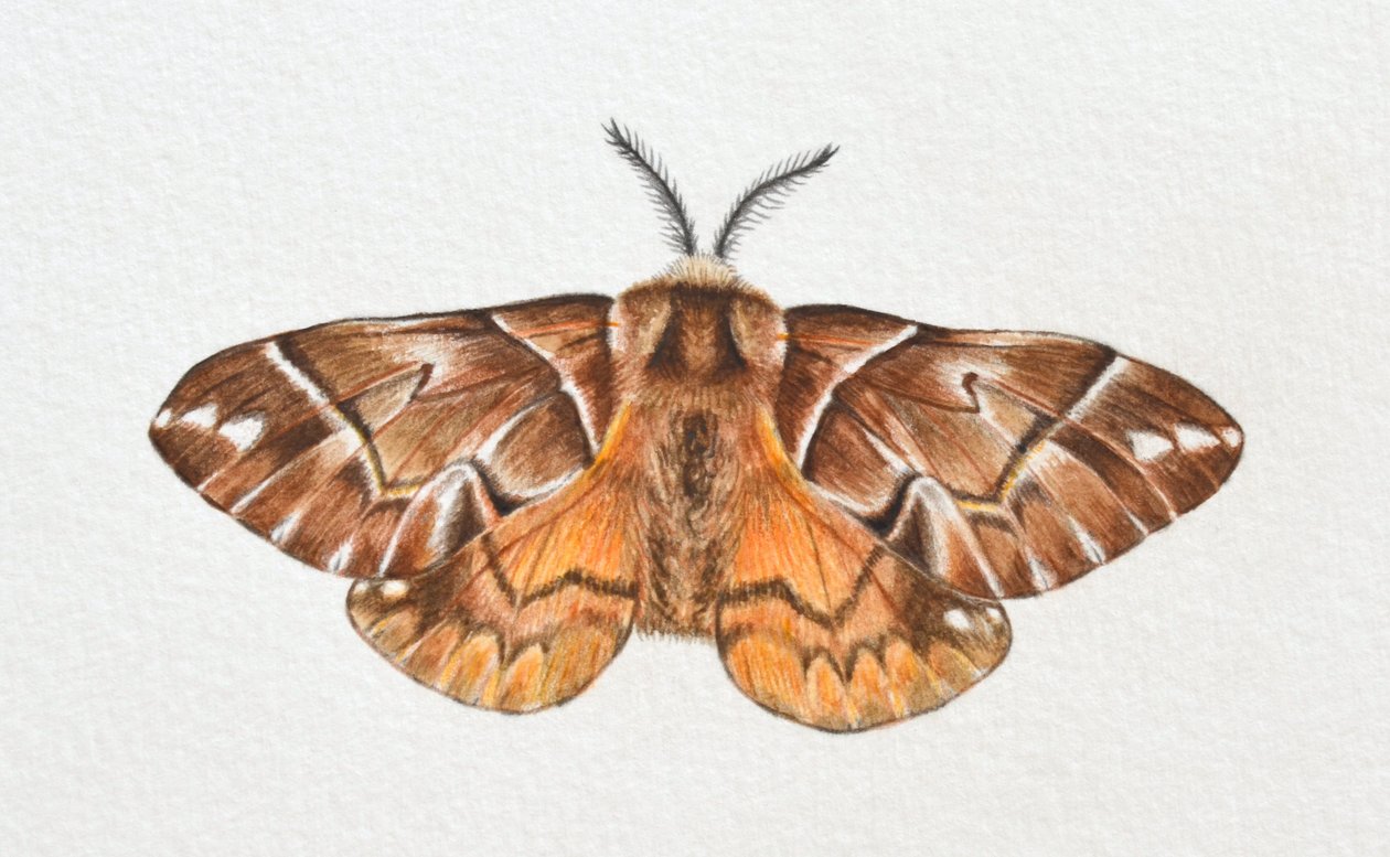 Kentish Glory Moth, 2023 door Eleanor Grafton