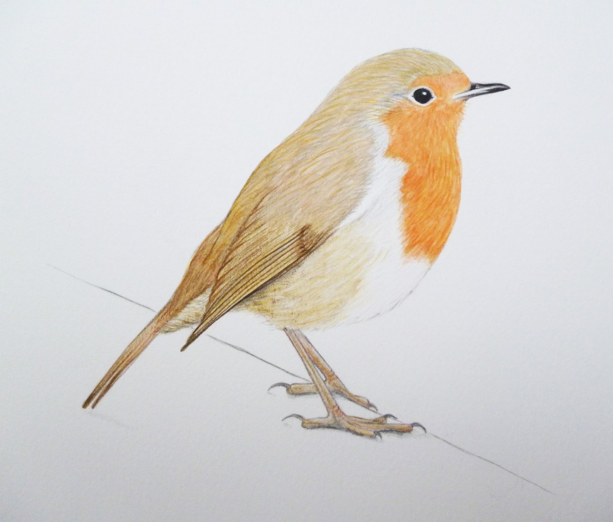 Robin, 2011 (aquarelverf en potlood) door Eleanor Grafton